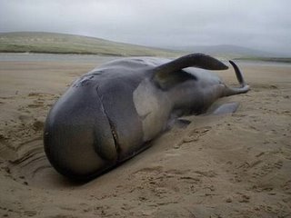 Actual_Beached_Whale